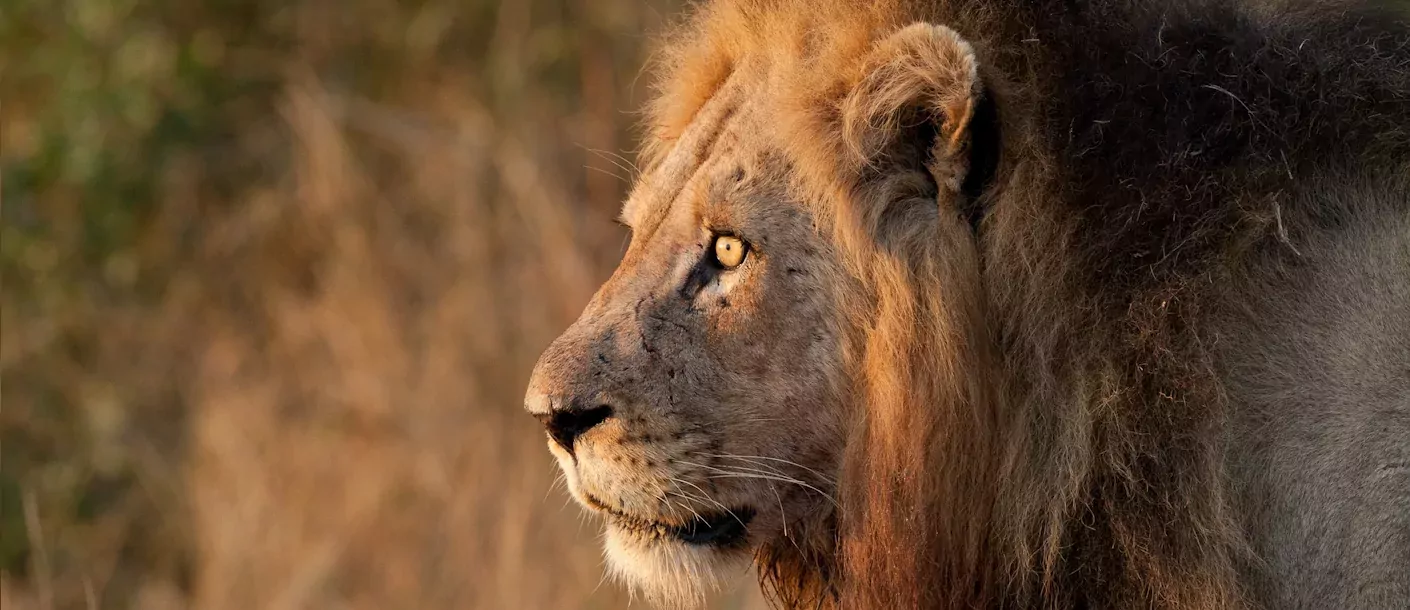 zuid afrika south africa kruger lion leeuw.webp