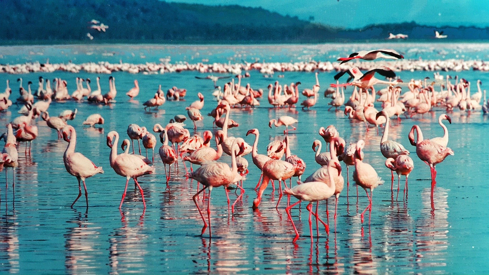 pink-flamingo-1484781_1920.jpg