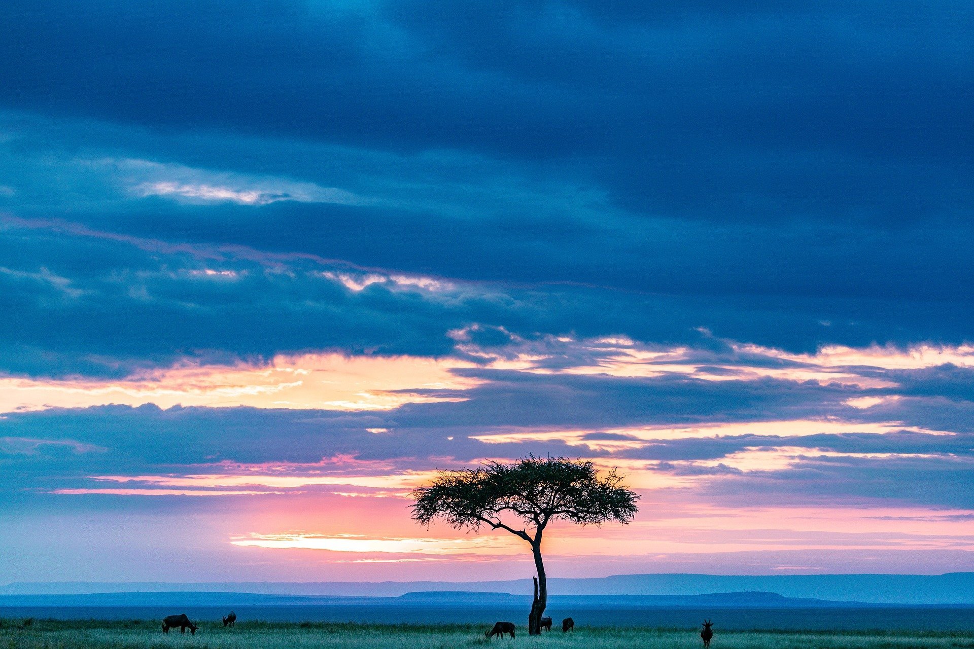 maasai-mara-7446939_1920.jpg