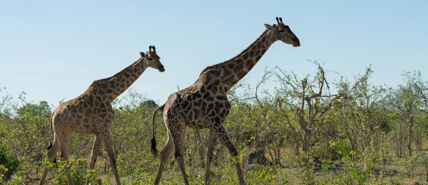 moremi game reserve.webp