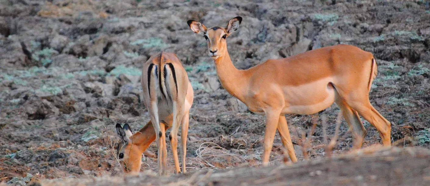 zambia impala.webp