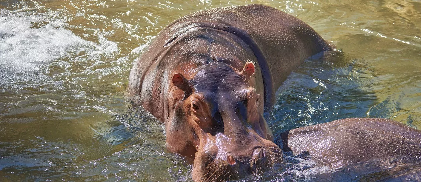 hippo nijlpaard.webp