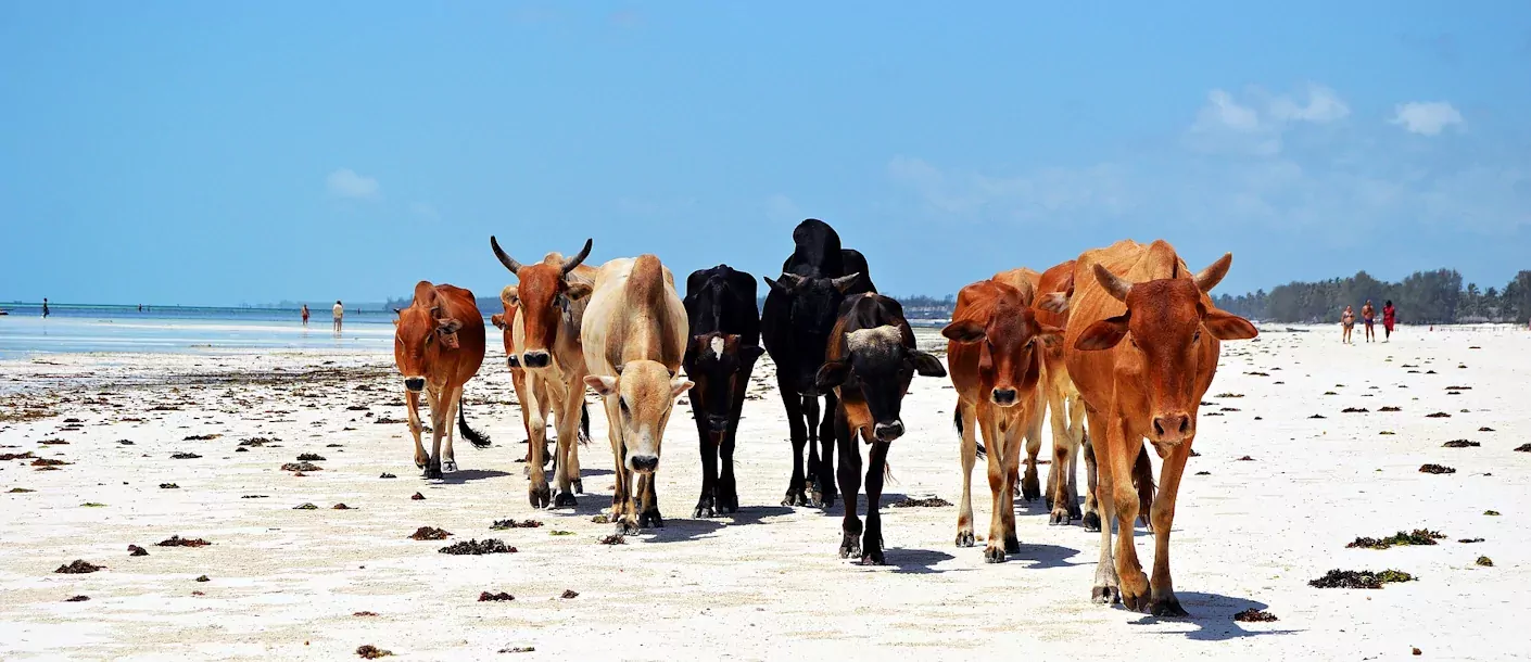 vee op zanzibar strand.webp