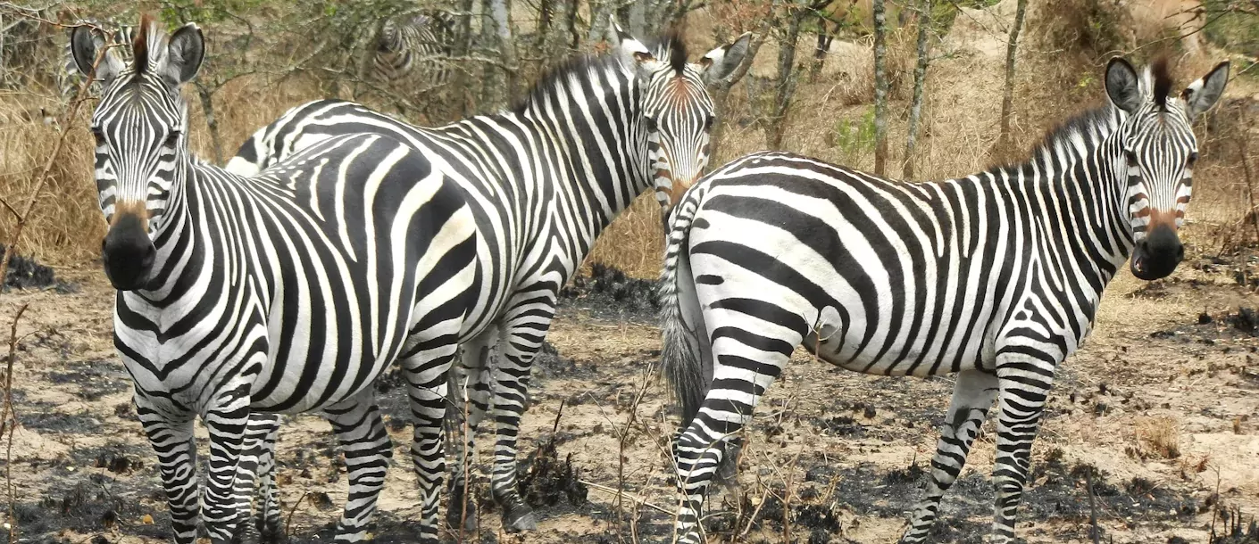 zebras.webp