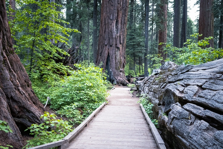 calaveras big trees state park.webp