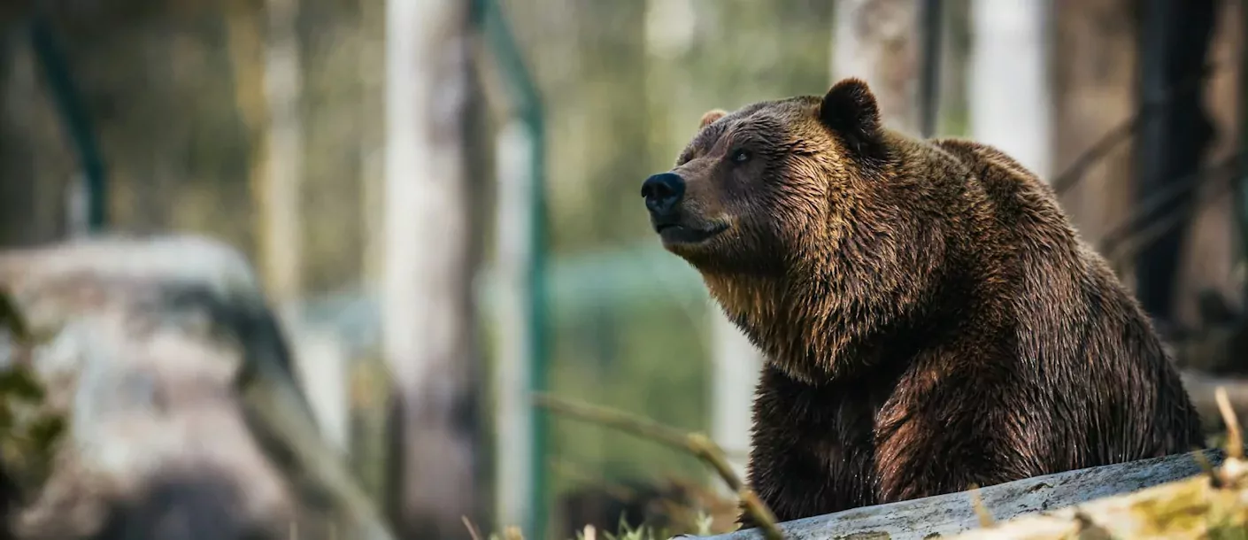 homer grizzly bear.webp