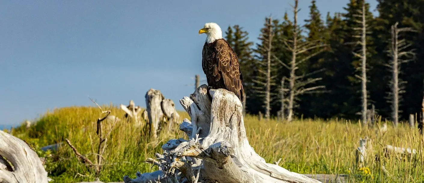 homer alaska vogel bald eagles.webp