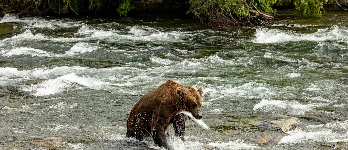 katmai national park and preserve, king salmon, united states.webp