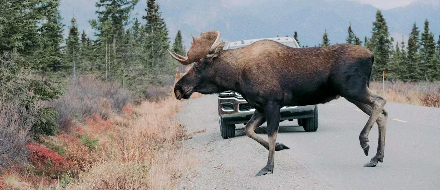 denali national park.webp