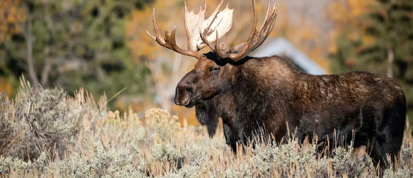 eland - moose - alaska.webp