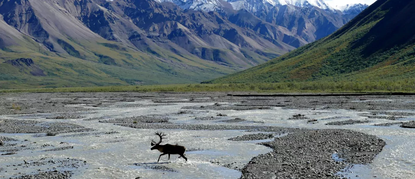 denali national park - alaska, us.webp