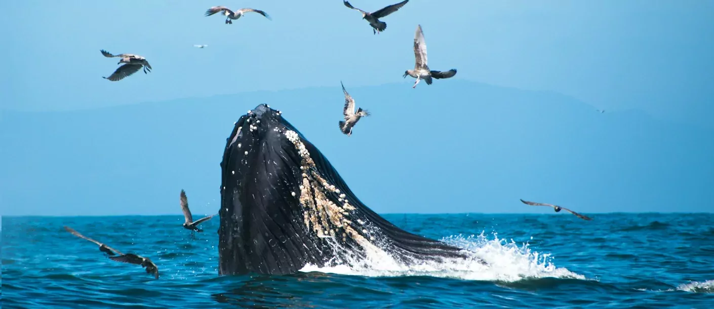 kenai fjords national park walvis.webp