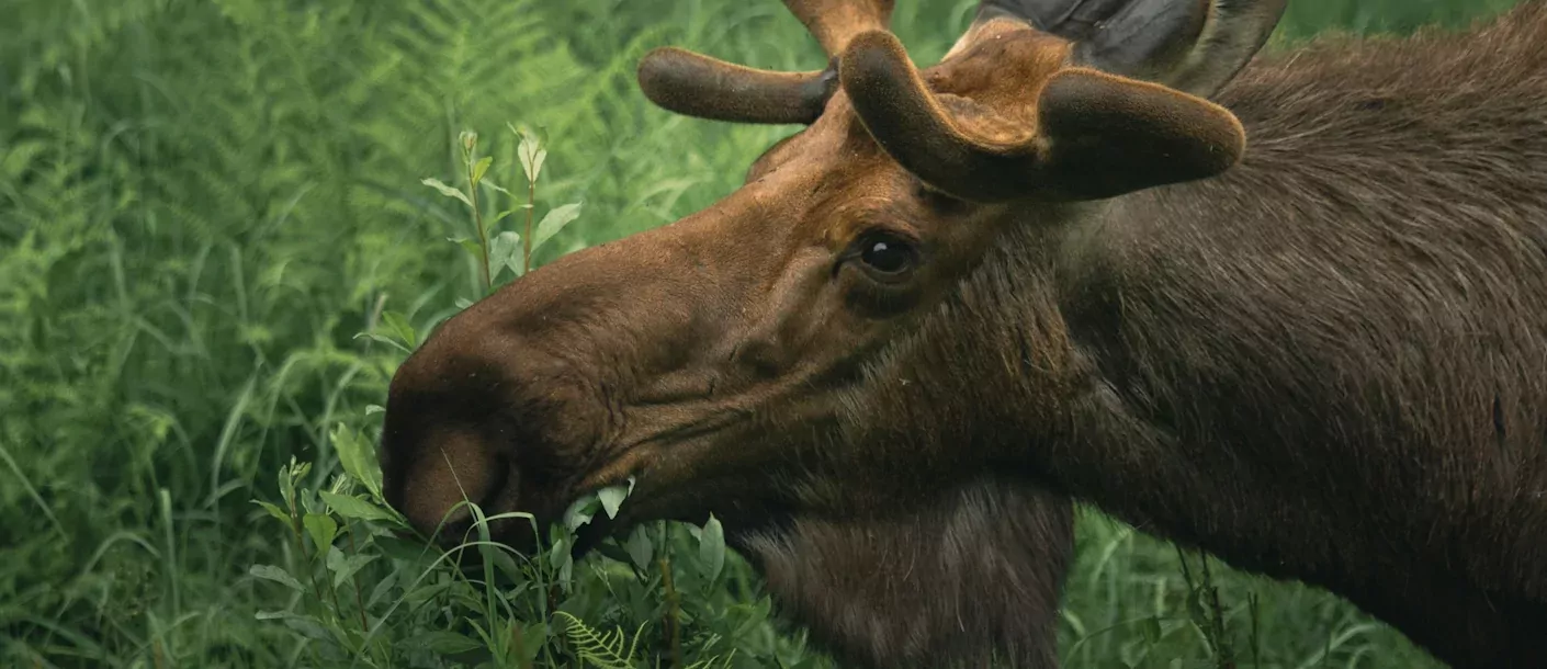 moose in alaska.webp