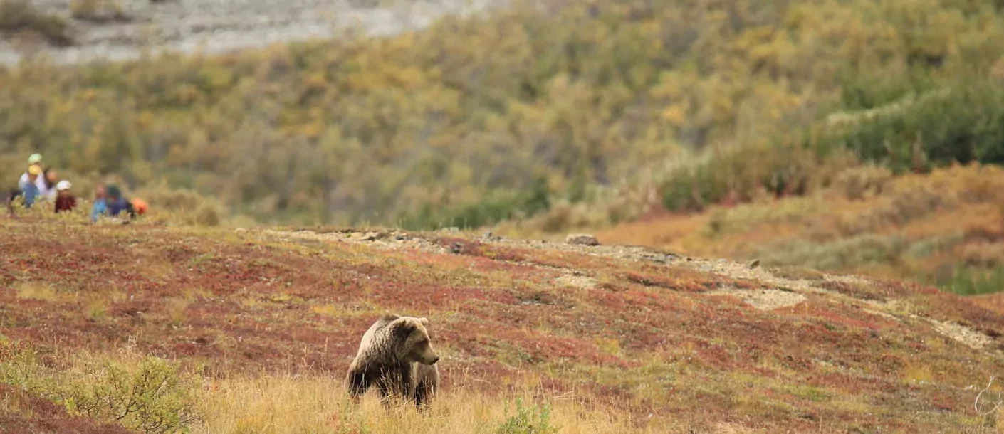 denali national park grizzly.webp