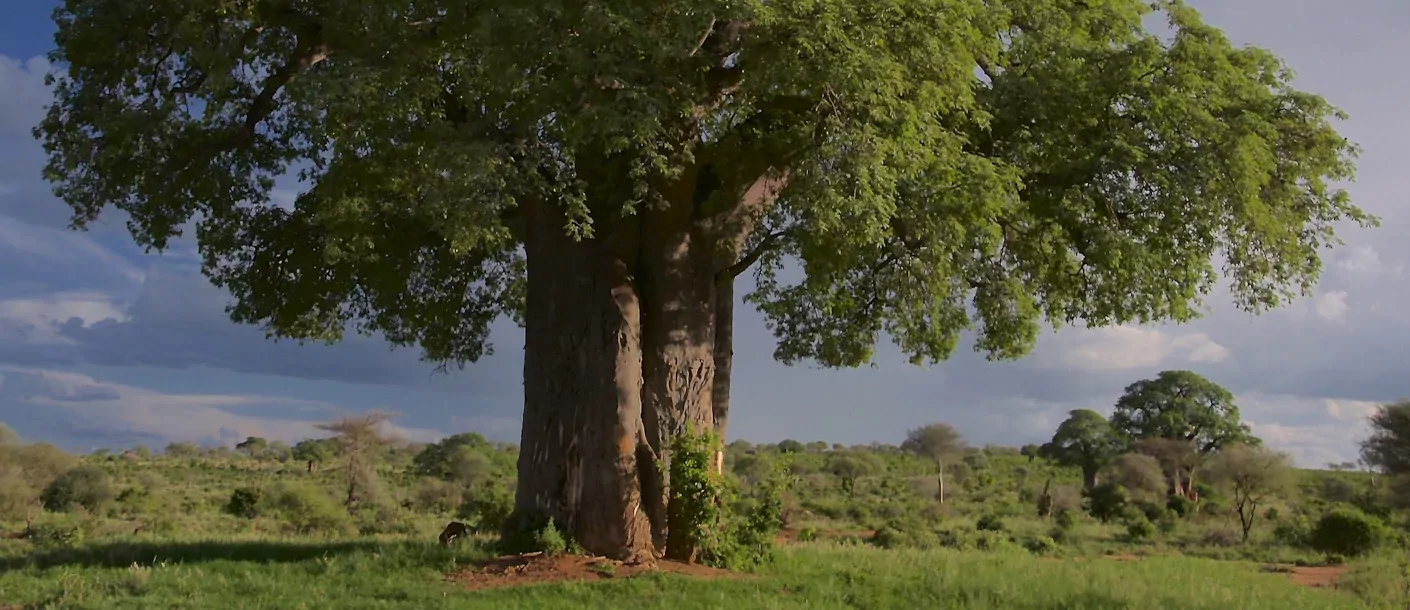 tarangire national park - baobab.webp