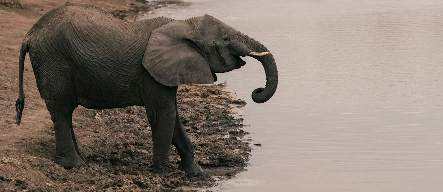 tarangire national park - olifant zebra's en gnoes.webp