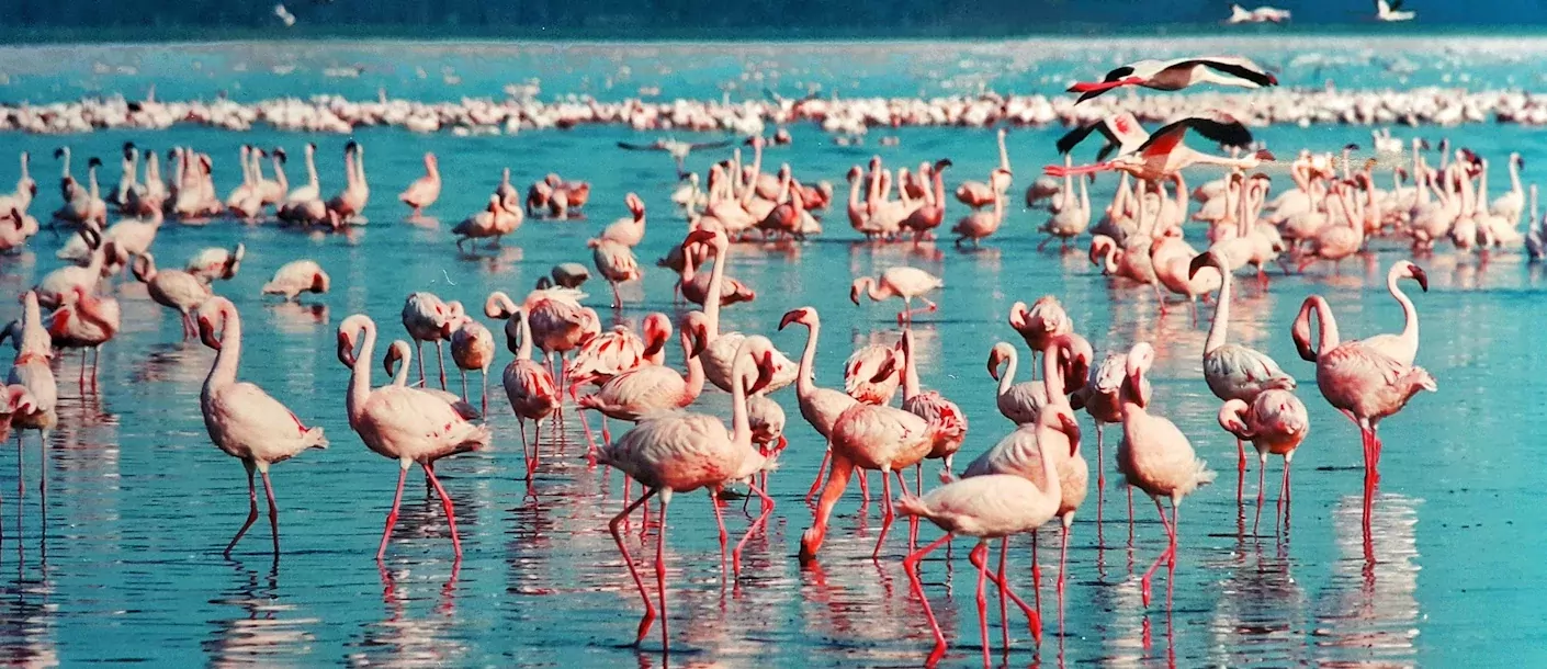 lake nakuru - flamingo's.webp