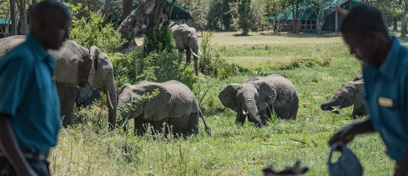masai mara - olifanten bij tentenkamp.webp