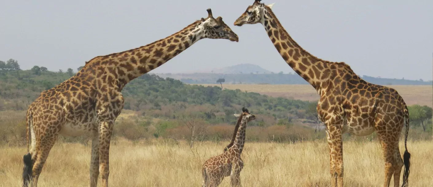 masai mara - giraffen met kleintje.webp