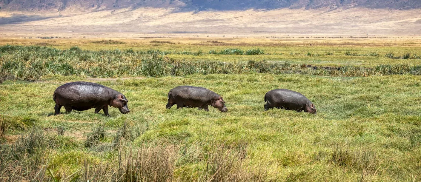 tanzania - nijlpaarden ngorogoro.webp