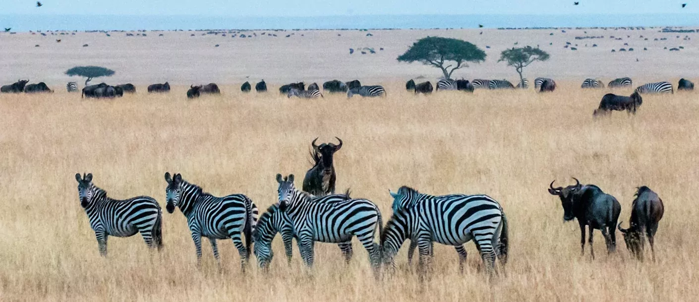 masai mara - zebra's en ballonvaart.webp