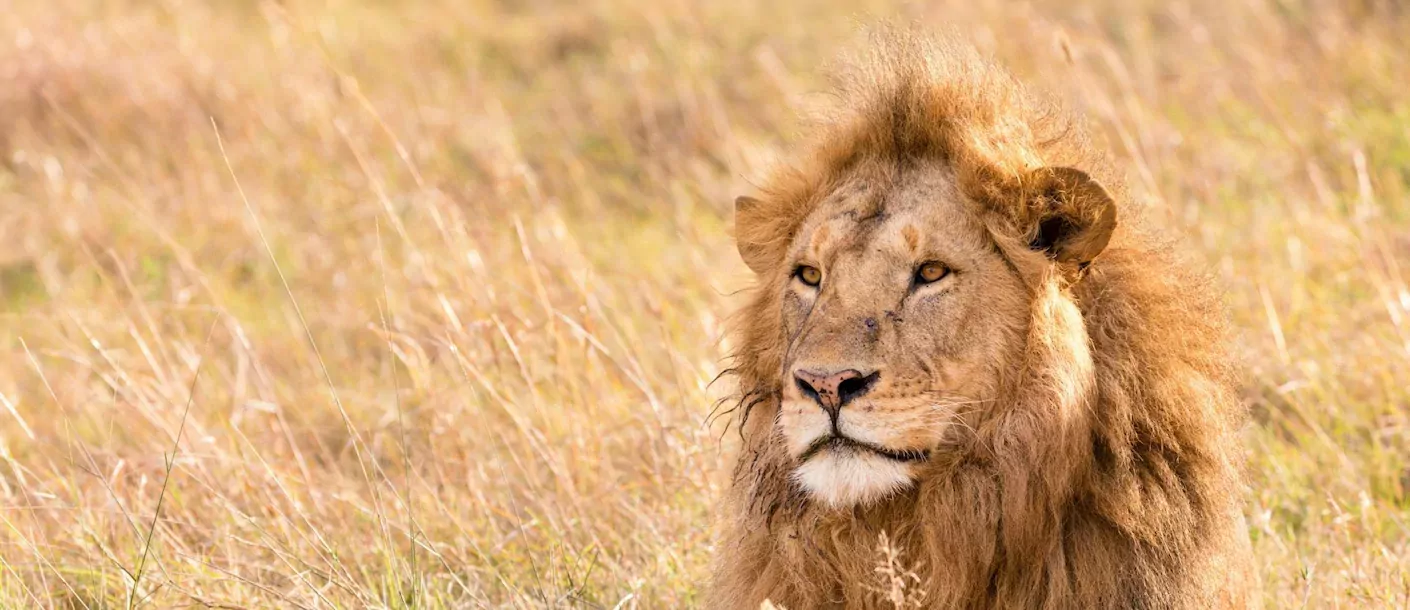 masai mara - leeuw met pup.webp