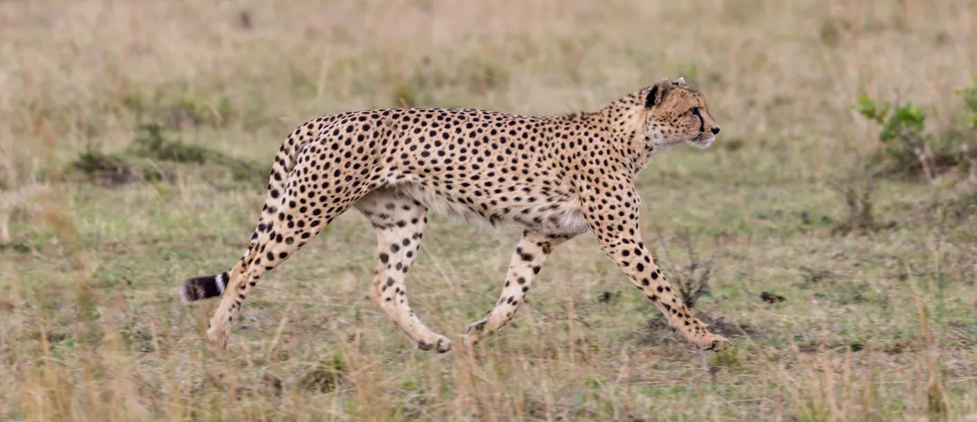 amboseli - cheetah.webp