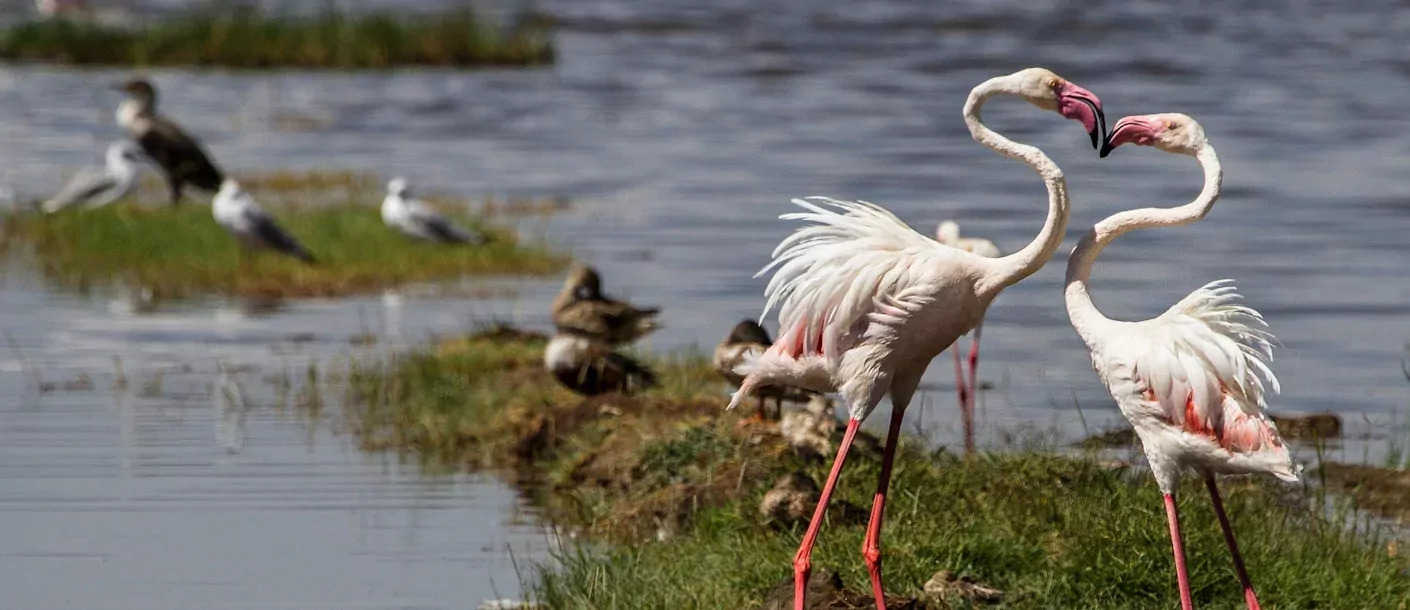lake nakuru - flamingo.webp