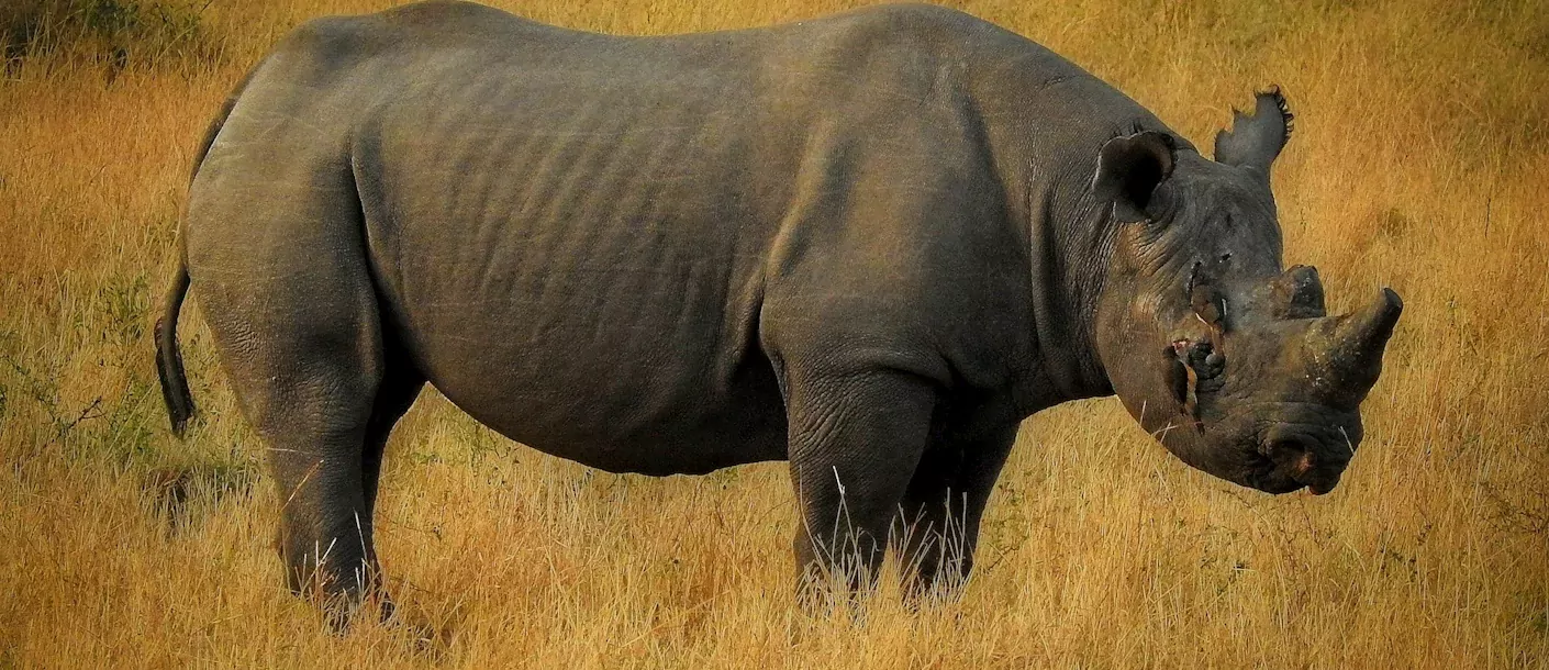 lake nakuru - zwarte neushoorn.webp