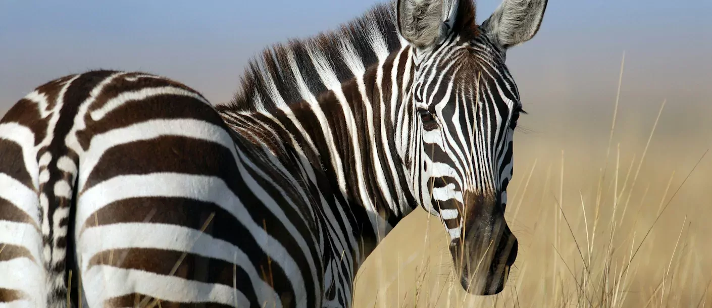 masai mara - zebra kijkend naar achteren.webp