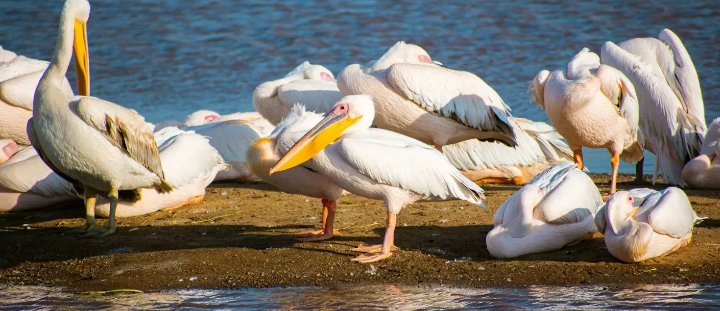 lake nakuru - pelikanen.webp