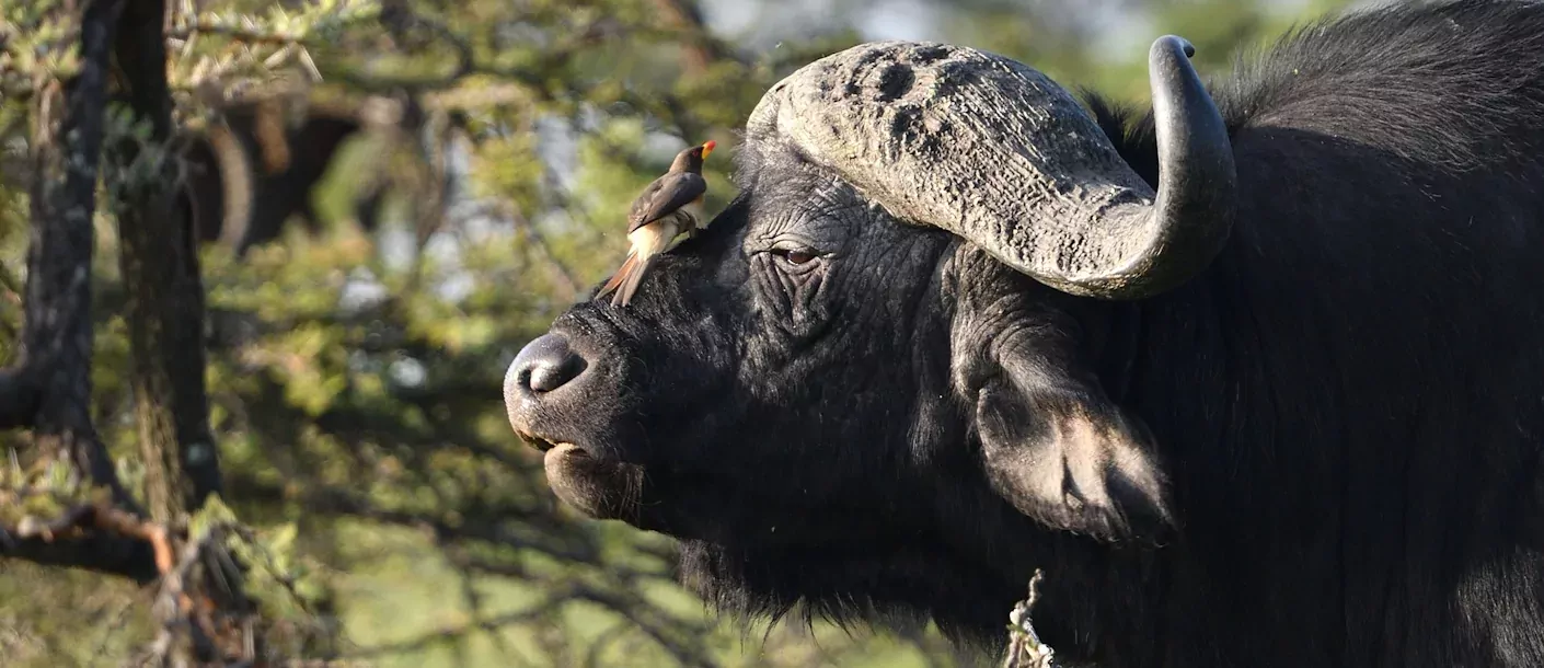 masai mara - buffel.webp