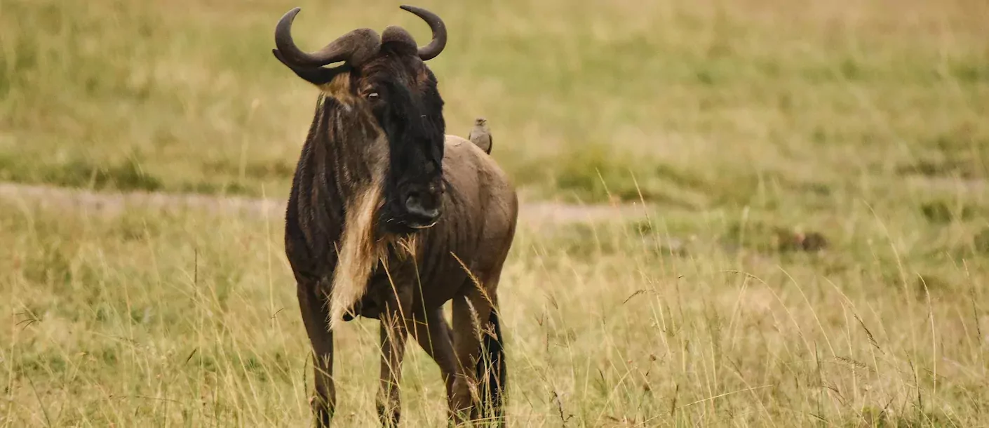 serengeti - wildebeest.webp