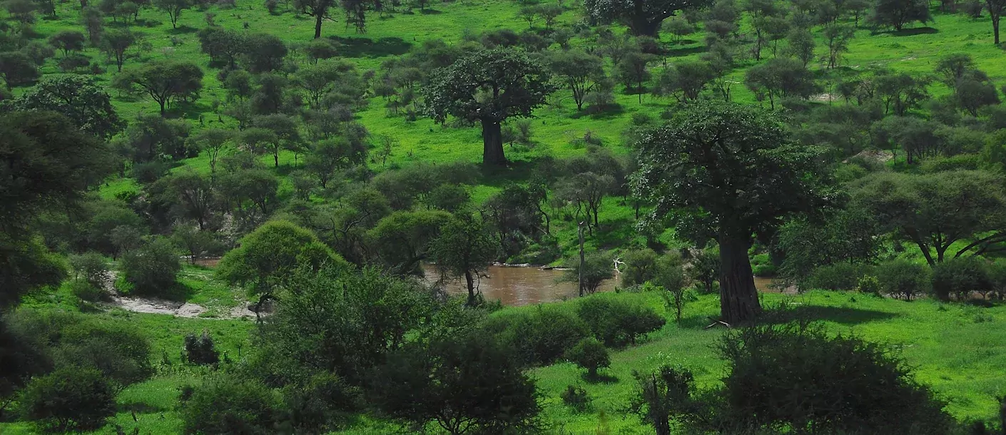 tarangire national park - landschap.webp