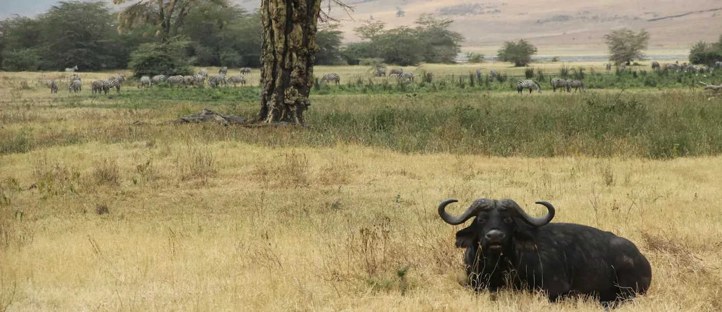 ngorongoro - waterbok.webp