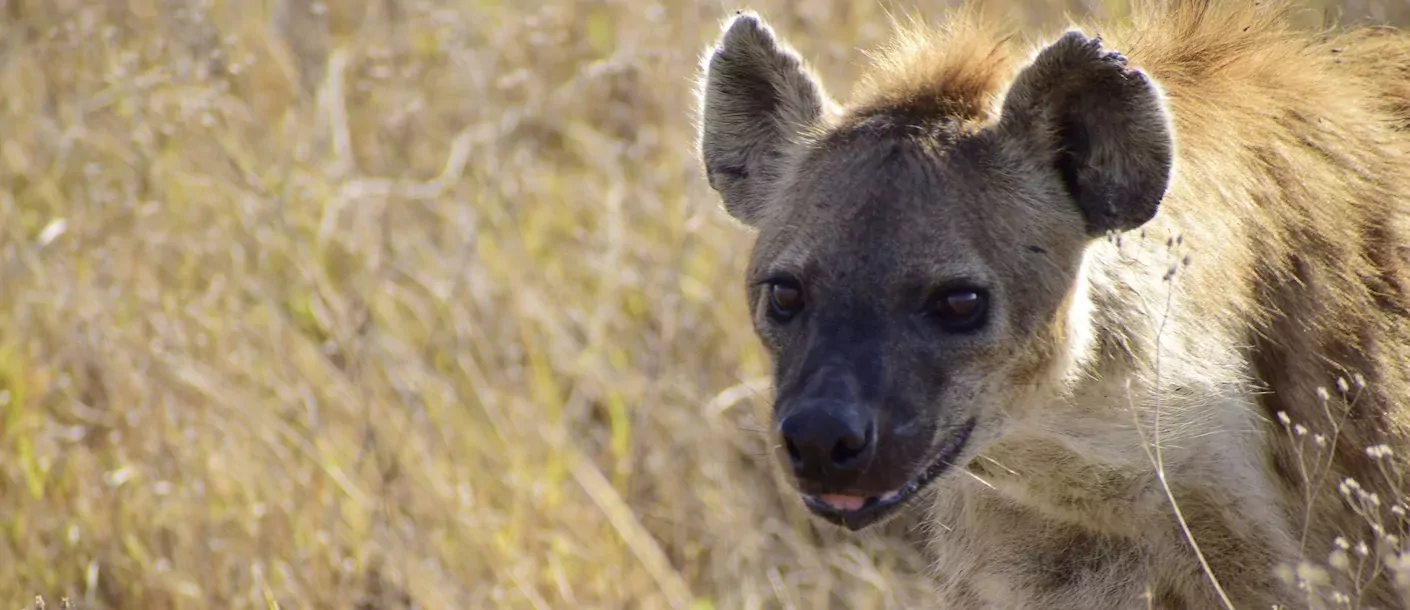 ngorongoro - hyena.webp