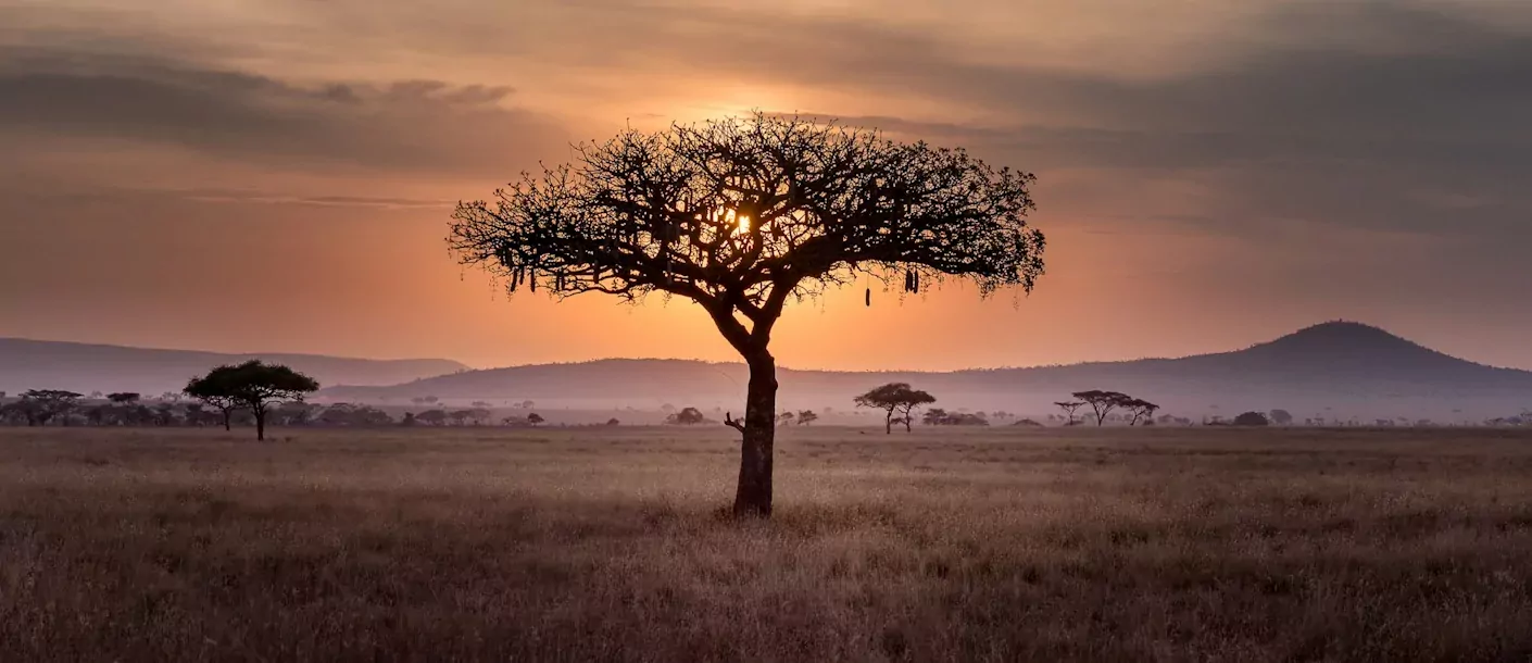 serengeti - savanne.webp