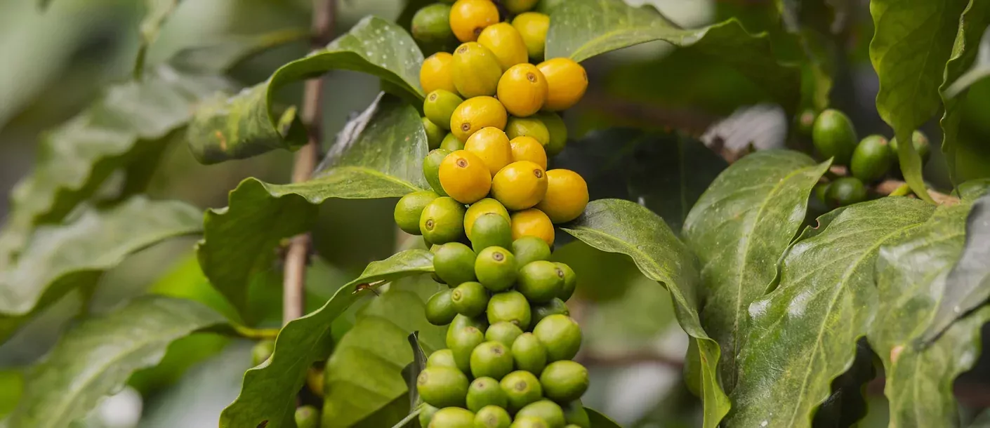 koffie plantage.webp