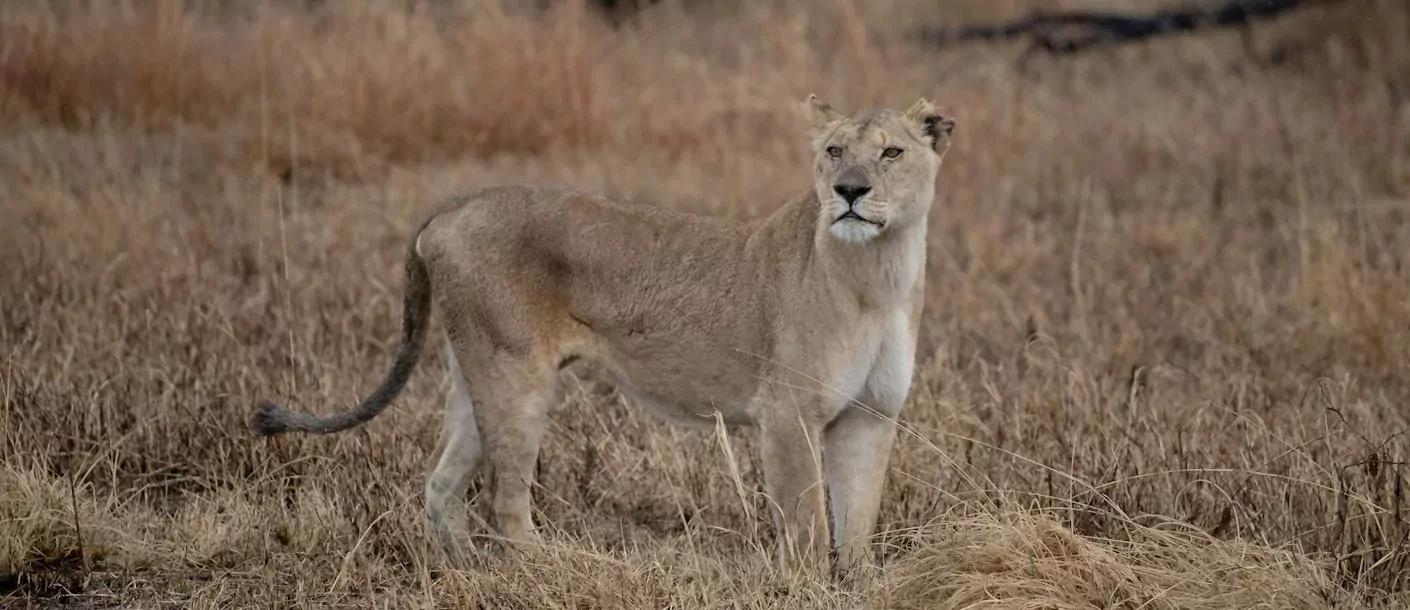 tanzania - leeuw serengeti.webp