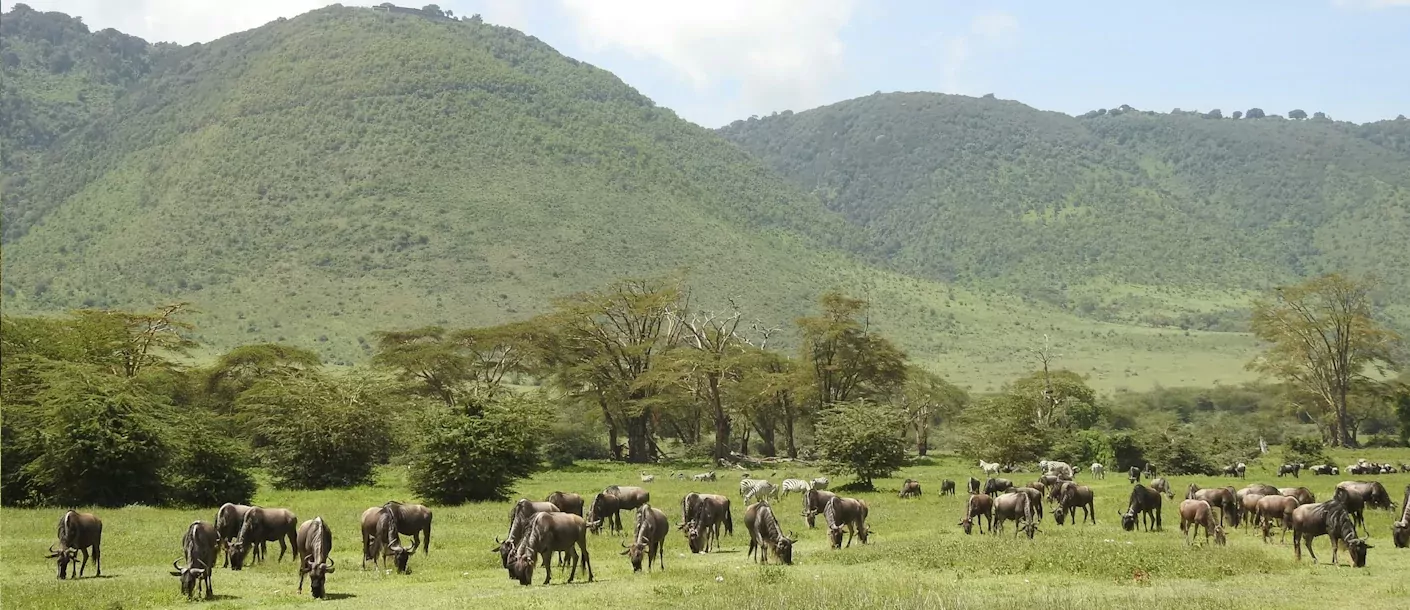 ngorongoro - gnoes en zebra's.webp