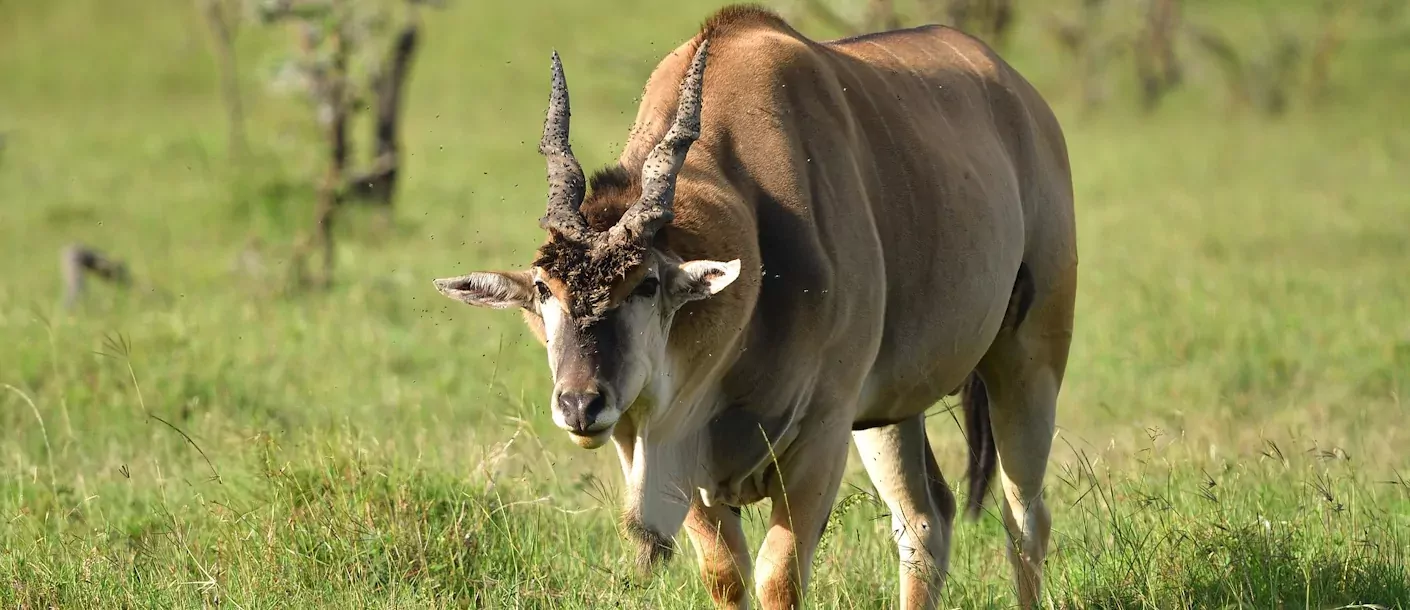 lake manyara - oryx.webp