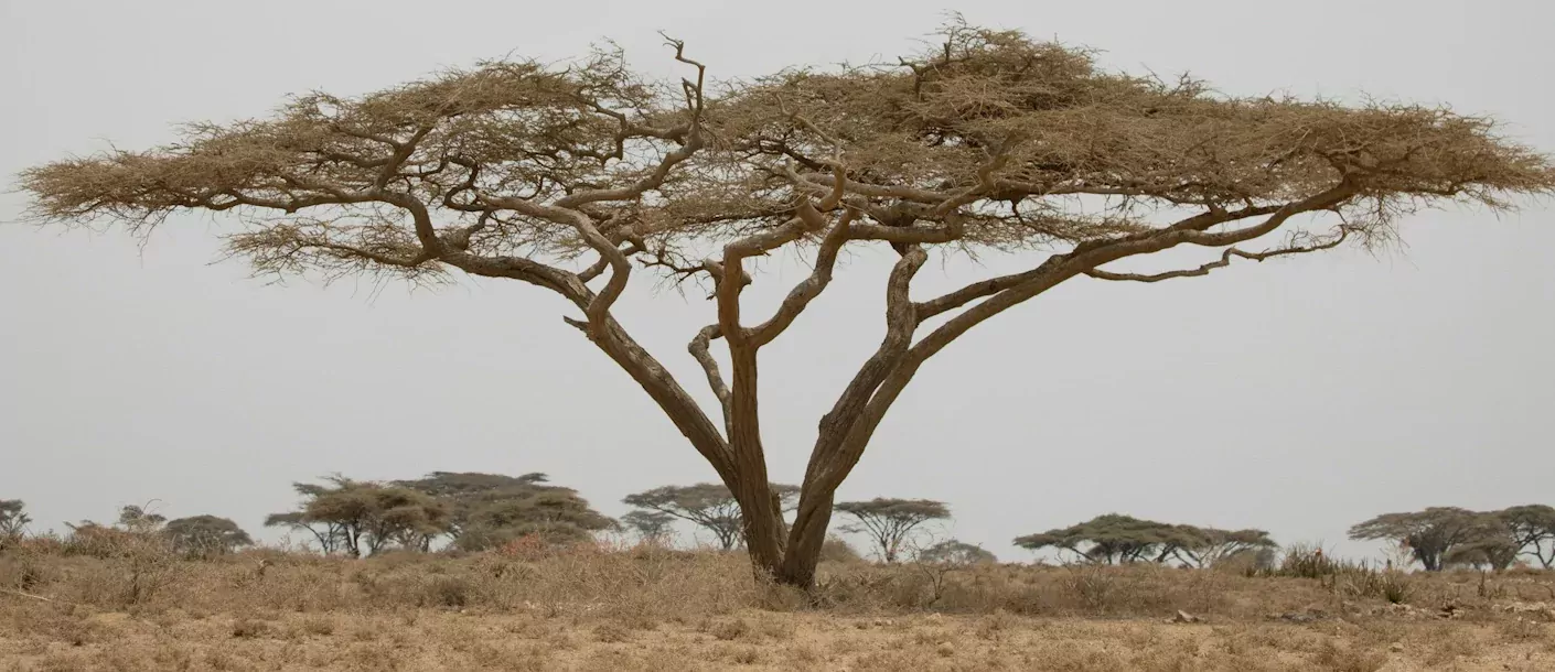 ngorongoro - boom.webp