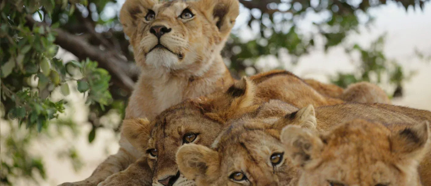 tarangire - leeuwen pups.webp