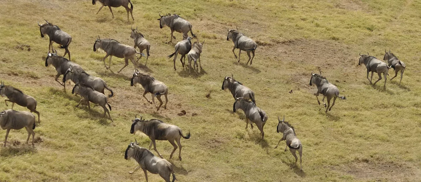 serengeti - wildebeesten.webp