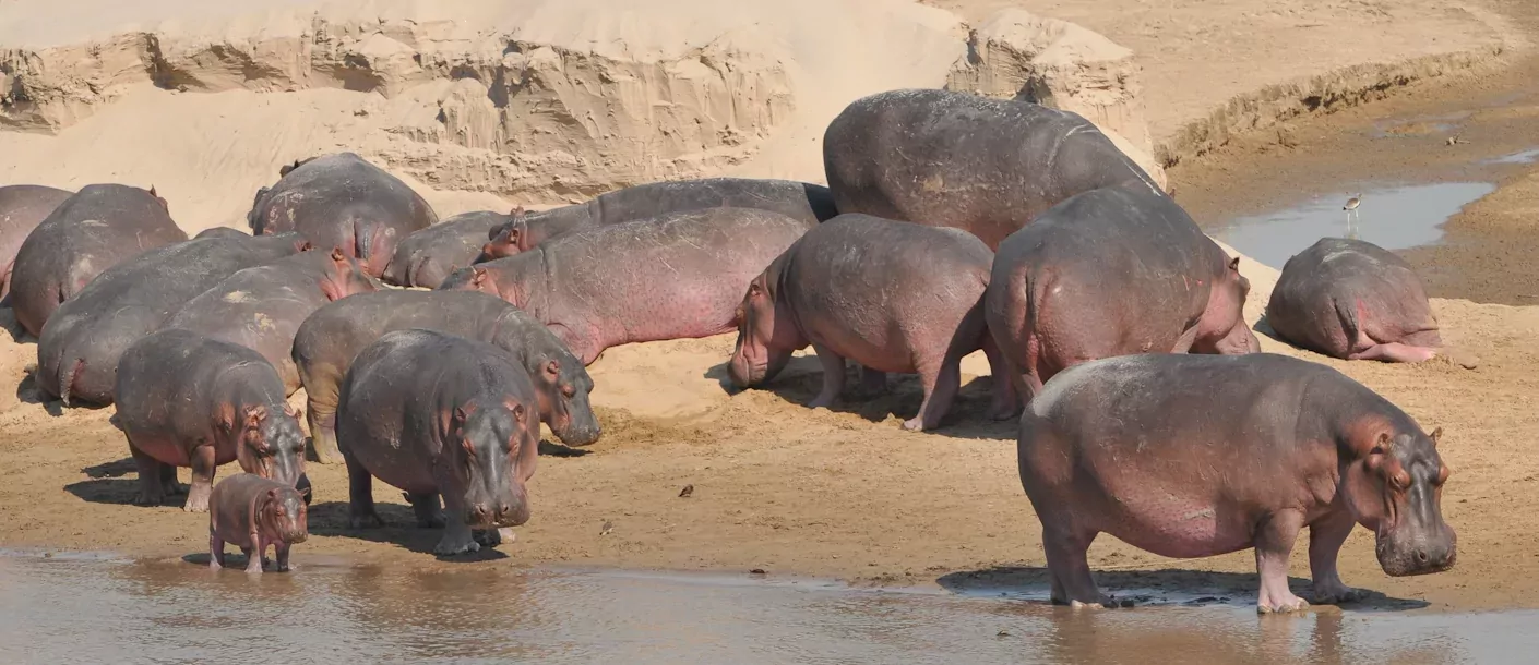 zambia south luangwa hippo nijlpaard.webp