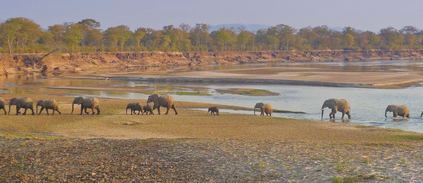 zambia south luangwa elephant olifant.webp