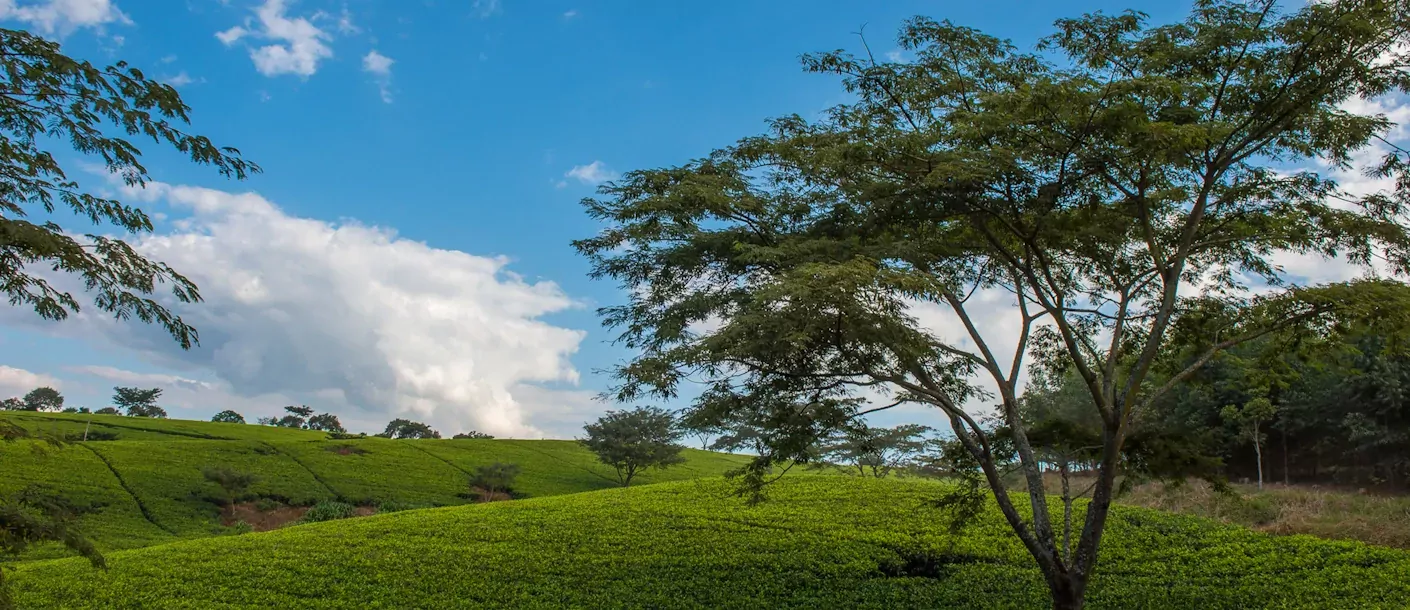 malawi satemwa tea estate thee plantage.webp