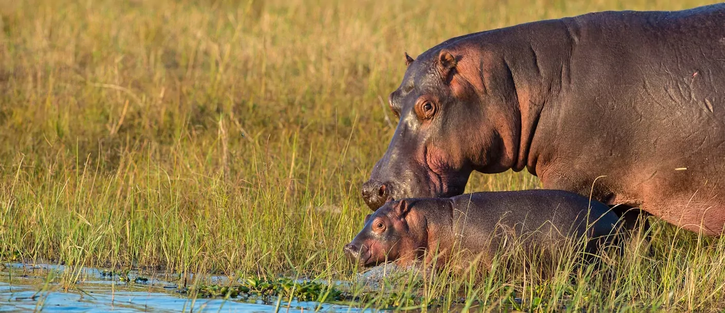 malawi liwonde np hippo nijlpaars.webp