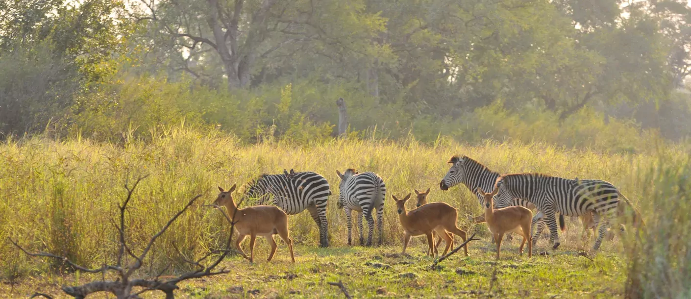 zambia south luangwa kudde.webp