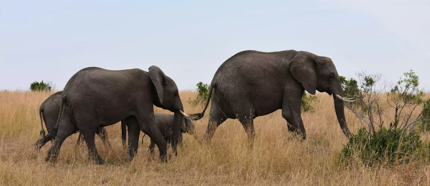 masai mara - olifanten 2.webp